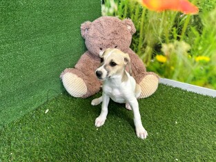 Crossbreed Whippet female Puppy for sale 000286544