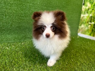 Pomeranian female Puppy for sale 000600797