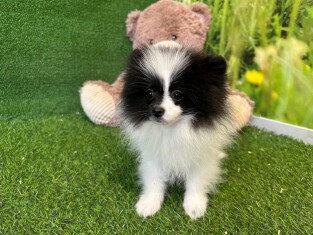 Pomeranian male Puppy for sale 000772586