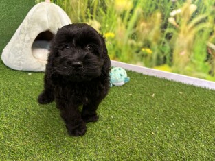 Cockapoo femelle Chiot à vendre 000955742