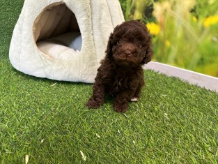 Poodle male Puppy for sale 000955745