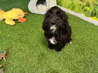 Cockapoo female Puppy for sale 000955749