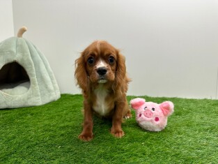 Cavalier King Charles Spaniel male 001033753