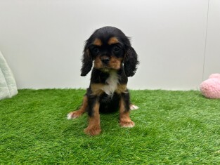 Cavalier King Charles Spaniel teefje Puppy te koop 001033755