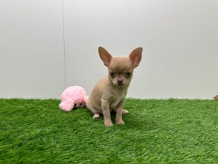 Chihuahua reu Puppy te koop 001033759