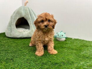 Cavapoo male Chiot à vendre 001659144