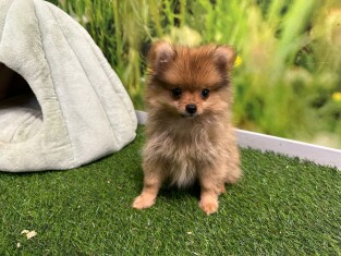 Miniature Spitz female Puppy for sale 001763439