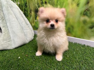 Miniature Spitz female Puppy for sale 001763443