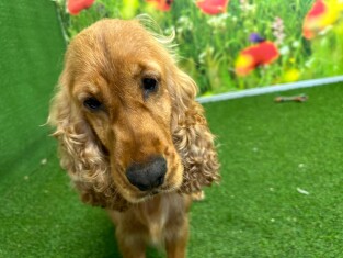 English Cocker Spaniel female Adoption for sale 001992596