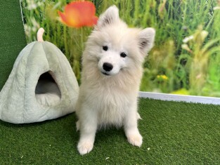 Samoyed male Puppy for sale 002037306