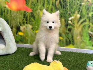Samoyed female Puppy for sale 002037308
