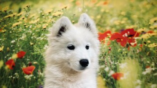 Samoyed female Puppy for sale 002037310