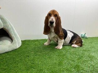 Basset Hound teefje 002037315