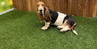 Basset Hound female 002037315