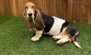 Basset Hound femelle 002037315