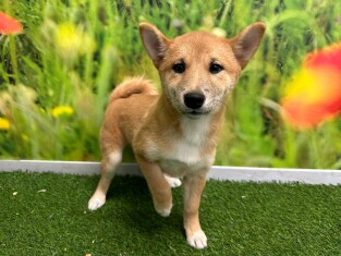 Shiba Inu female Puppy for sale 002041443