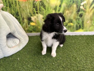 Border Collie female 002675114