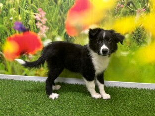 Border Collie male 002675117