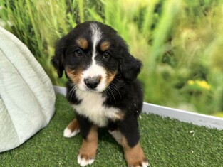 Bernese Mountain Dog female Puppy for sale 004983983