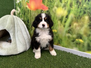 Bernese Mountain Dog male Puppy for sale 004987702