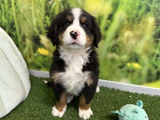Bernese Mountain Dog male Puppy for sale 004987755