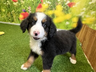Bernese Mountain Dog male Puppy for sale 004988042
