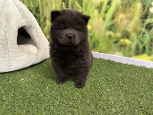 Chow Chow teefje Puppy te koop 005196659