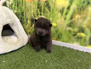 Chow Chow male Puppy for sale 005196677