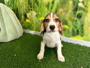 Beagle male 005196684