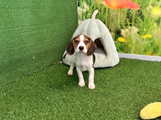 Beagle male 005196685