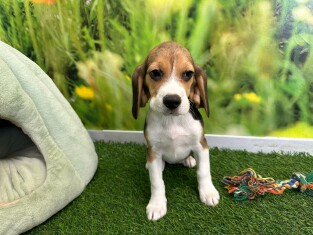 Beagle female 005196687