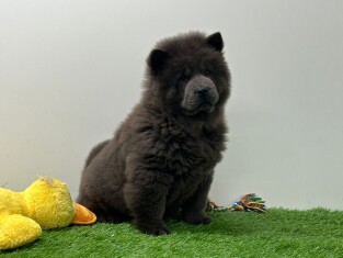 Chow Chow reu Puppy te koop 005196688