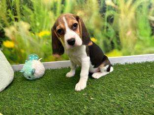 Beagle female 005196691