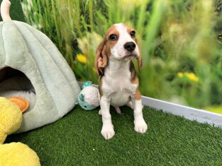 Beagle male 005196704