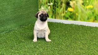 Pug male Puppy for sale 007556808
