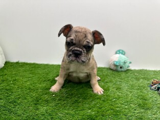 Bouledogue Francais femelle 009694468