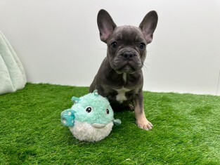 Bouledogue Francais femelle 009694471