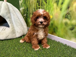 Cavapoo female Puppy for sale 009694476