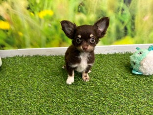 Chihuahua teefje Puppy te koop 009694705