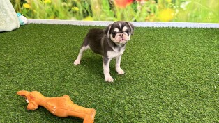 Pug female Puppy for sale 009694708