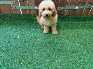 Poodle male Puppy for sale 009695043