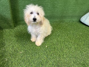 Maltipoo male 009695051