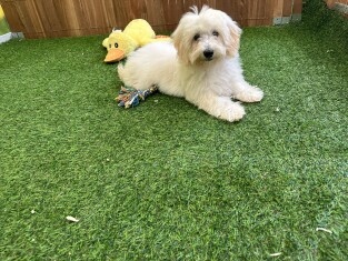 Maltipoo reu 009695055