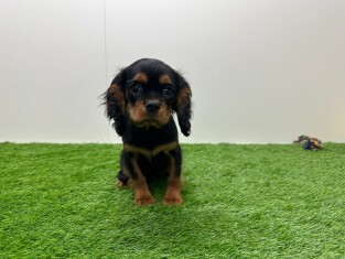 Cavalier King Charles Spaniel reu 010116533