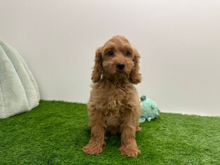 Cockapoo femelle Chiot à vendre 010116537