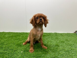 Cavalier King Charles Spaniel male 010116540