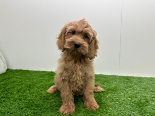 Cockapoo female Puppy for sale 010116547