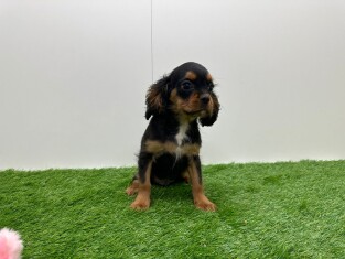 Cavalier King Charles Spaniel reu 010116555