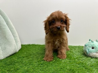 Cavapoo female 010116563