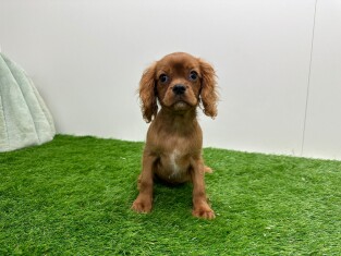 Cavalier King Charles Spaniel reu Puppy te koop 010116564